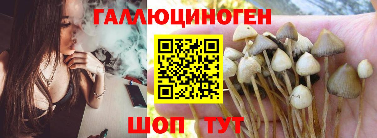 Псилоцибиновые грибы GOLDEN TEACHER  Псилоцибиновые грибы GOLDEN TEACHER  Биробиджан  Вход с VPN 